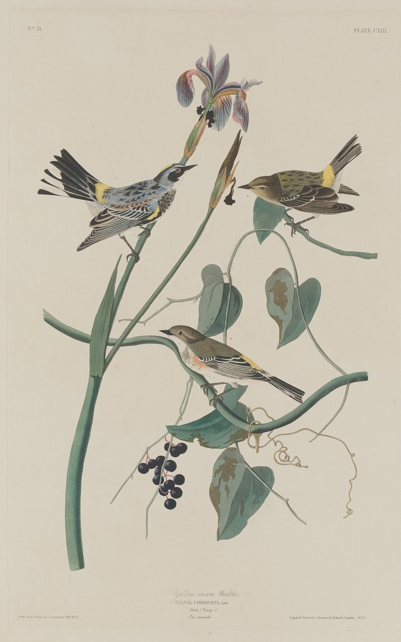 Gulsångare, 1832. av Robert Havell