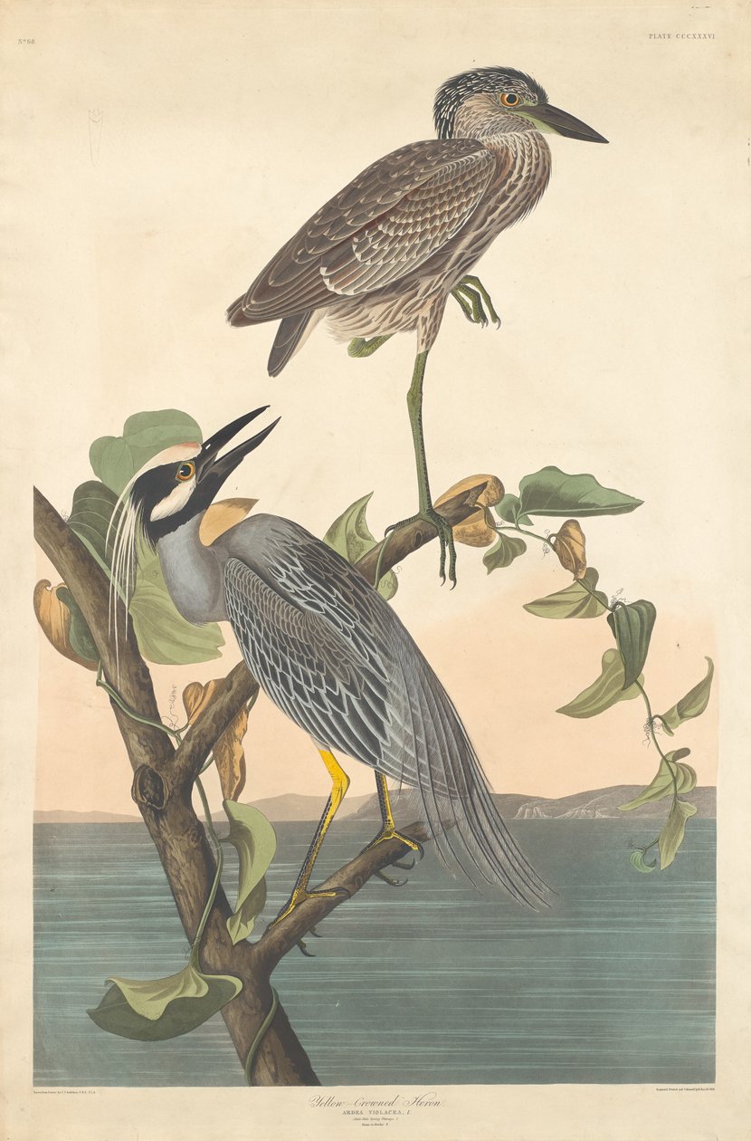 Gulkrönt häger, 1836. av Robert Havell