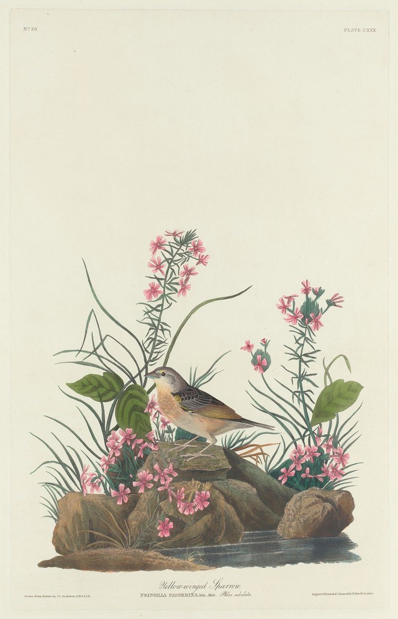 Gulvingad sparv, 1832. av Robert Havell