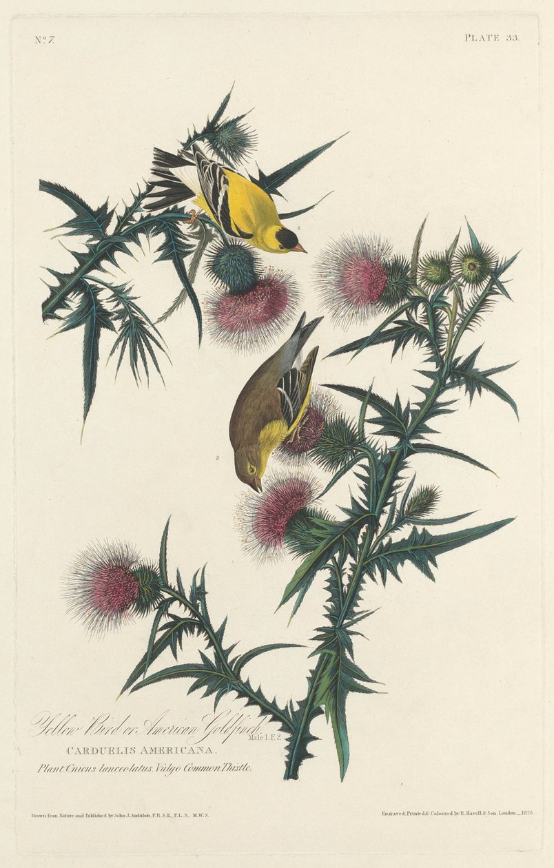 Gul fågel eller amerikansk guldfink, 1828. av Robert Havell