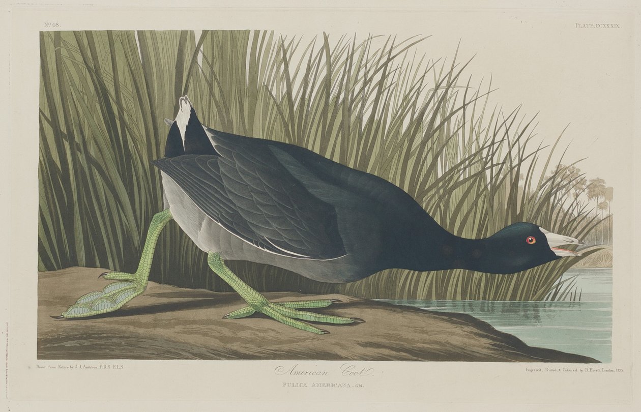 Amerikansk sothöna av Robert Havell after John James Audubon