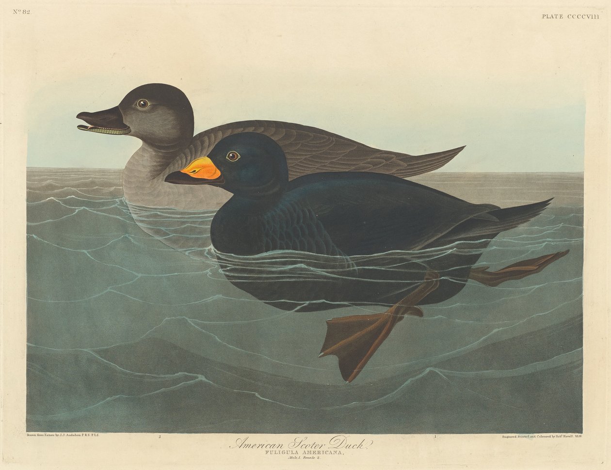 Amerikansk Scoter Duck av Robert Havell after John James Audubon