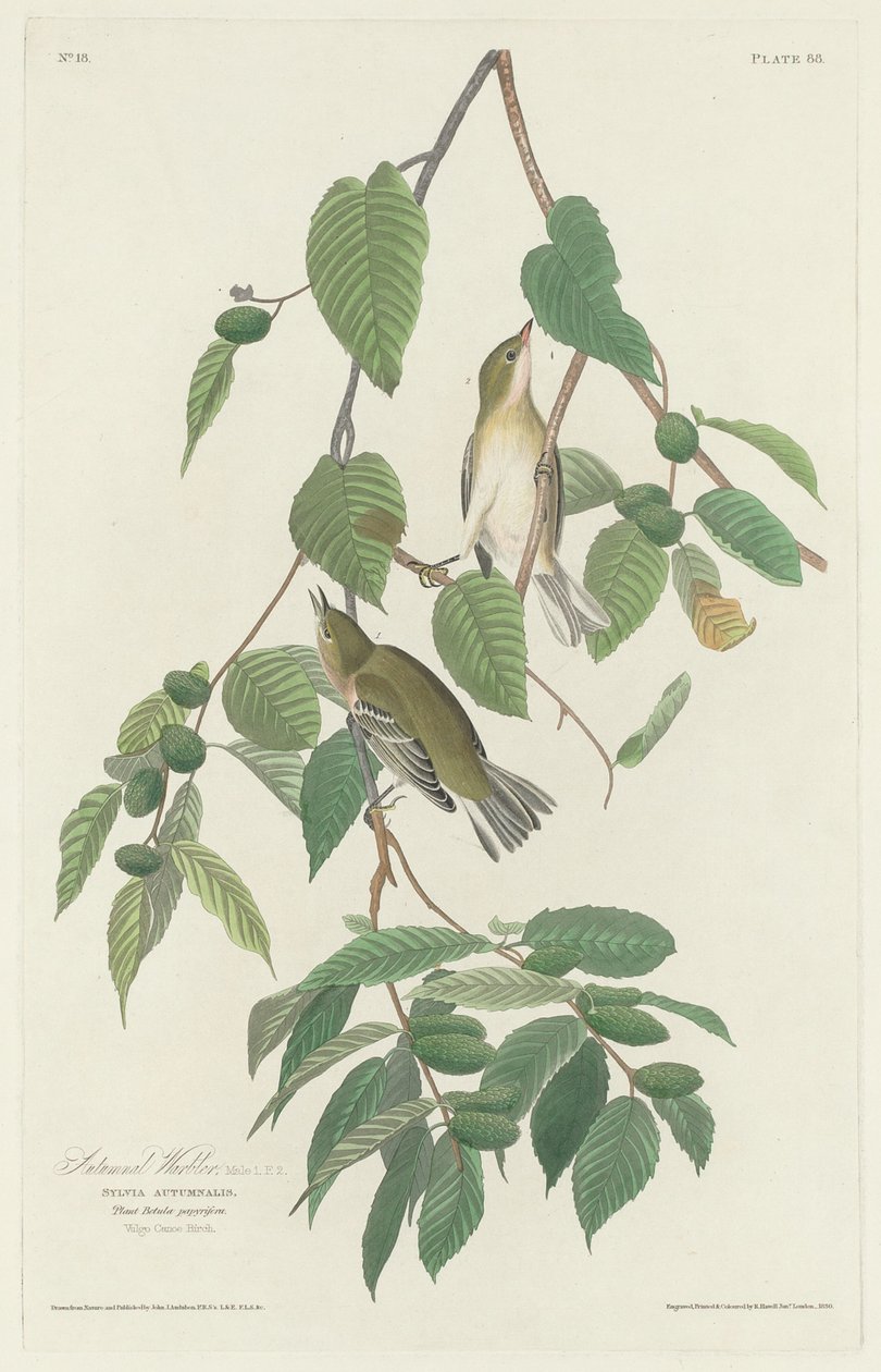 Höstsångare av Robert Havell after John James Audubon