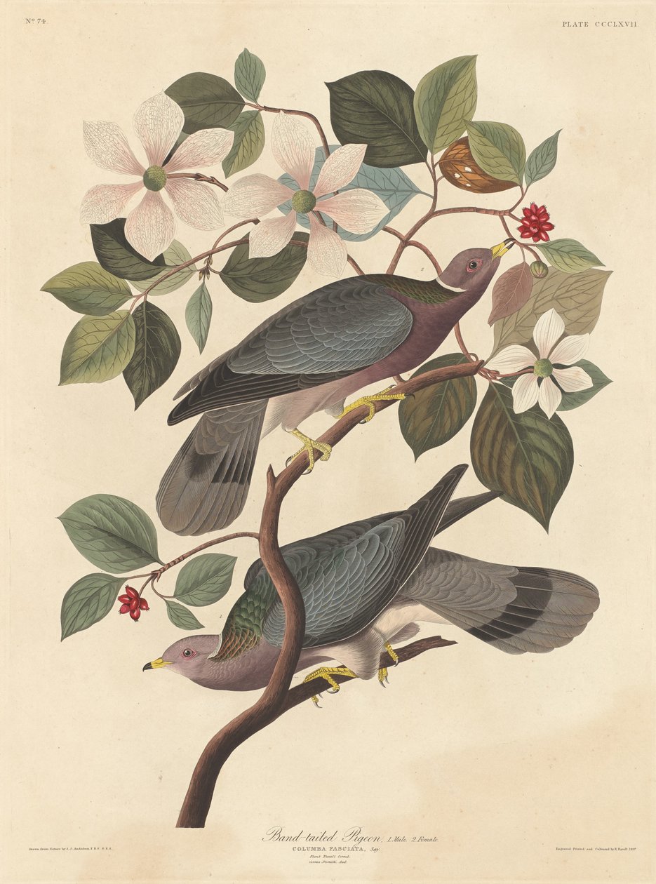 Bandsvansduva av Robert Havell after John James Audubon
