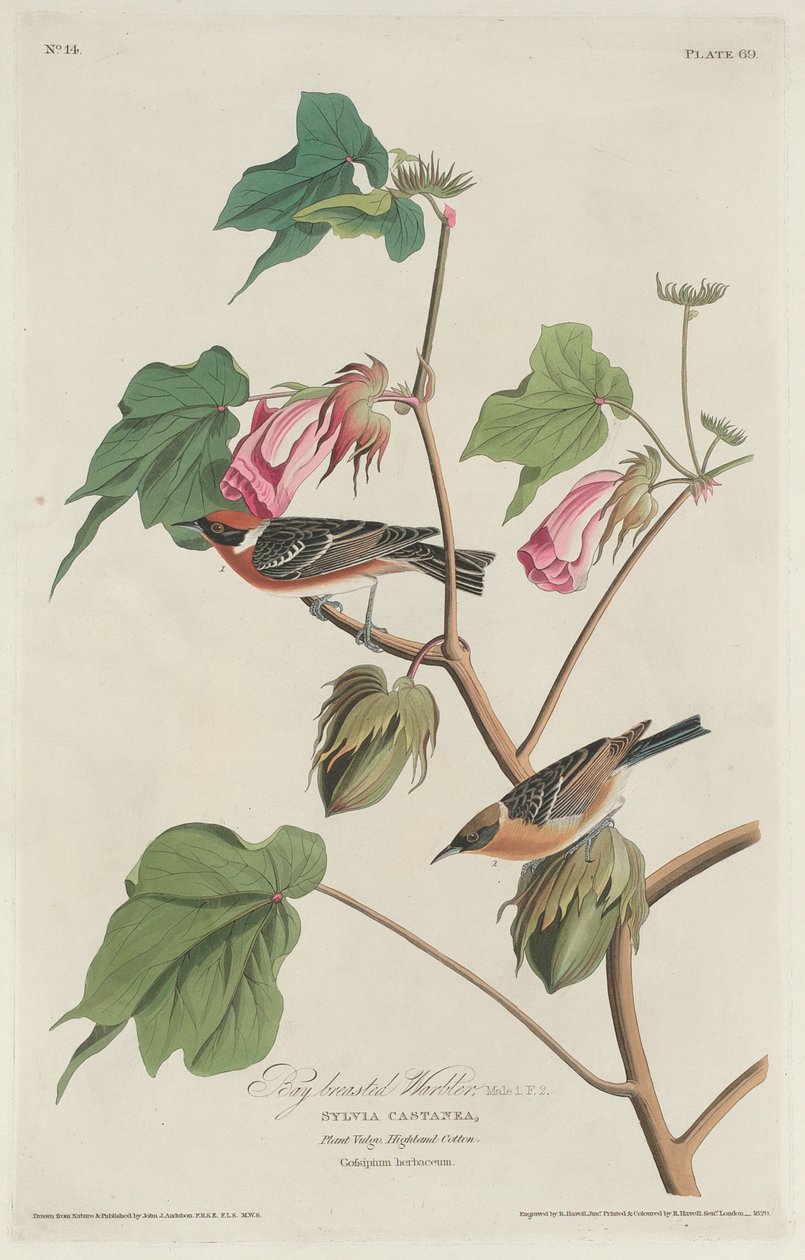 Bay-breasted sångare av Robert Havell after John James Audubon