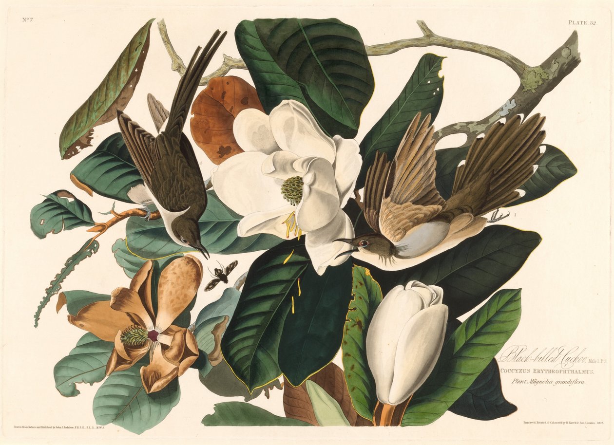 Svartnäbbgök av Robert Havell after John James Audubon