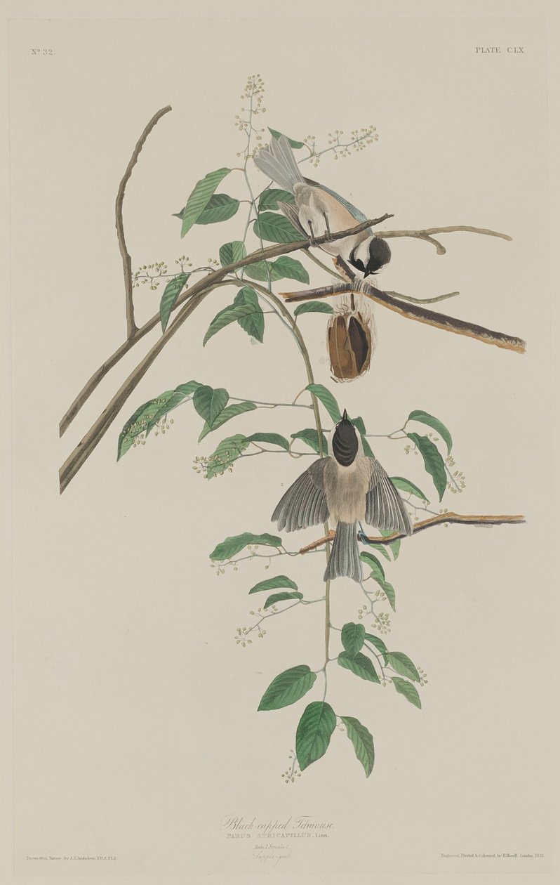 Svartklädd mös av Robert Havell after John James Audubon