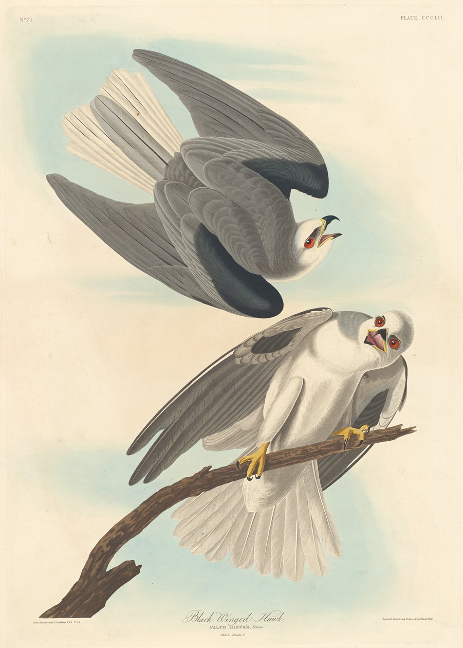 Svartvingad hök av Robert Havell after John James Audubon
