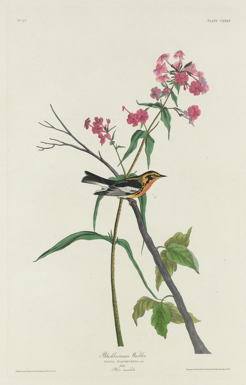 Blackburnian sångare av Robert Havell after John James Audubon