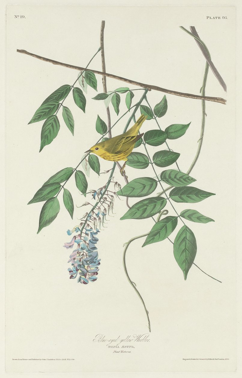 Blåögd gul sångare av Robert Havell after John James Audubon
