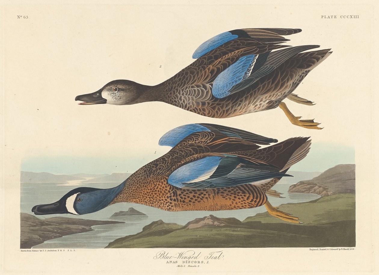 Blåvingad kricka av Robert Havell after John James Audubon