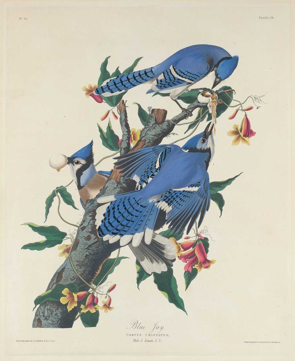Blåskrika av Robert Havell after John James Audubon