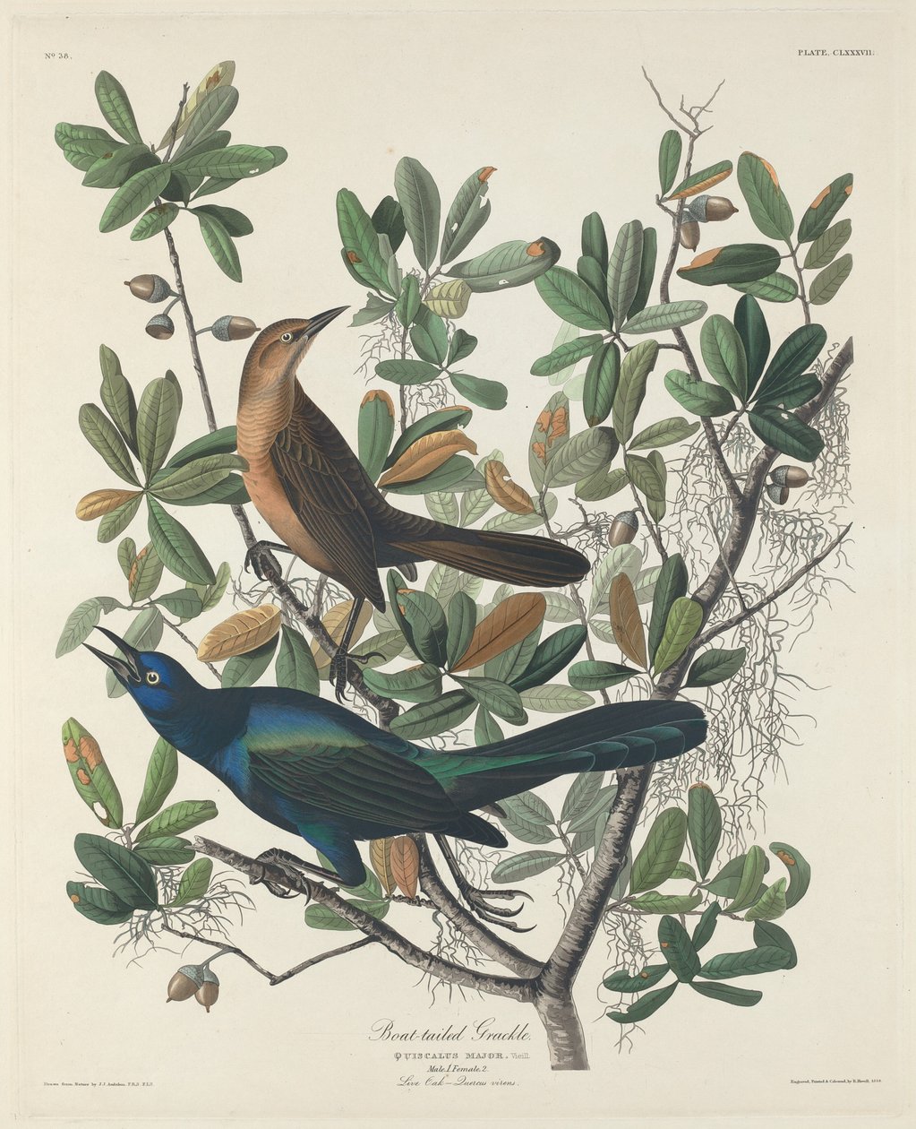 Båtstjärtad grackle av Robert Havell after John James Audubon