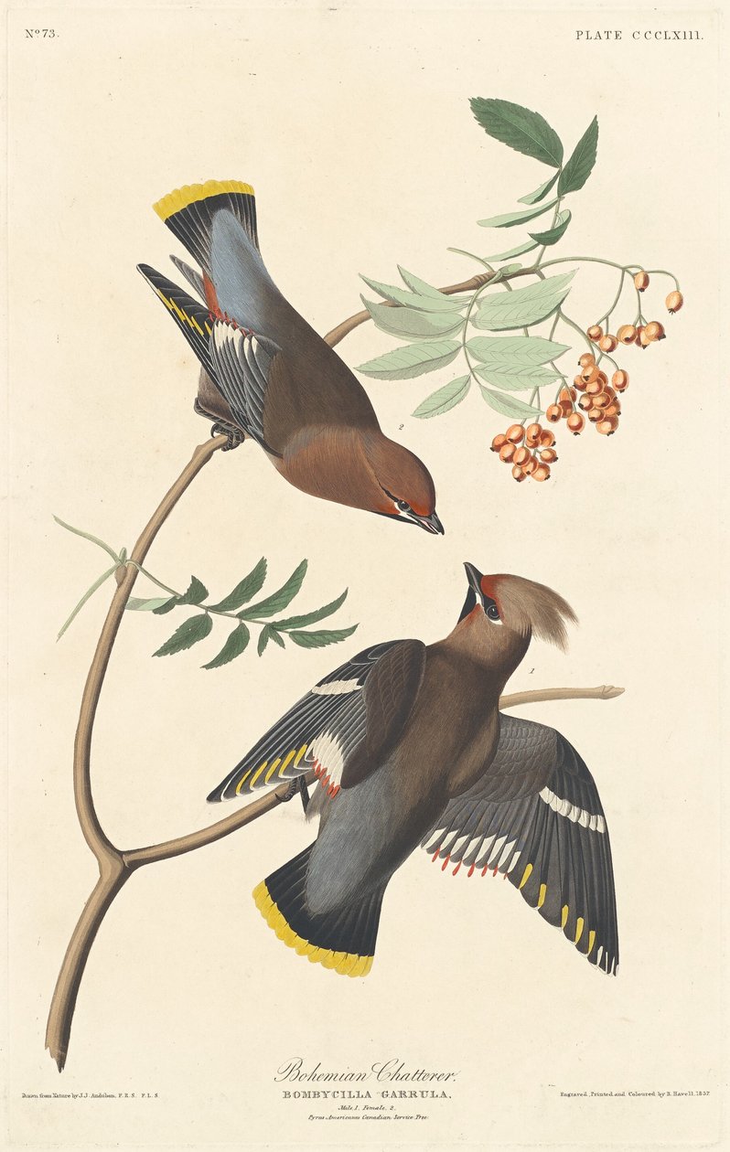 Bohemian Chatterer av Robert Havell after John James Audubon
