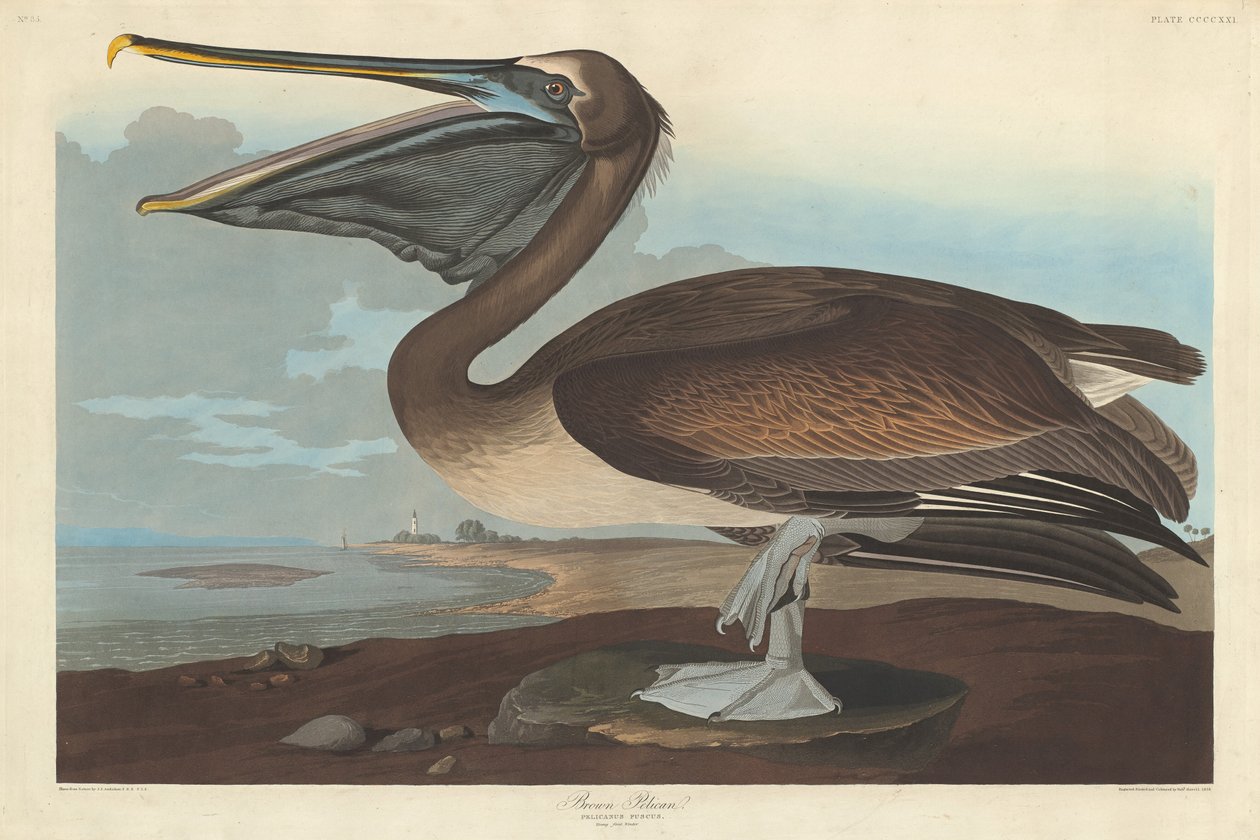 Brun pelikan av Robert Havell after John James Audubon