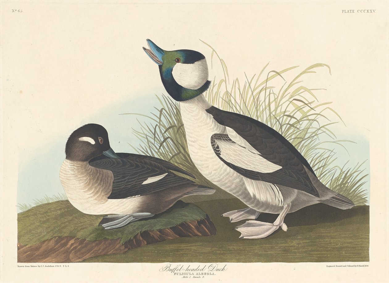 Buffel-headed Anka av Robert Havell after John James Audubon