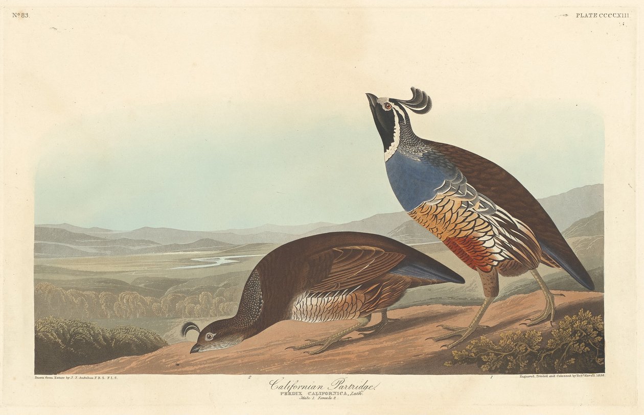 Kalifornisk rapphöna av Robert Havell after John James Audubon