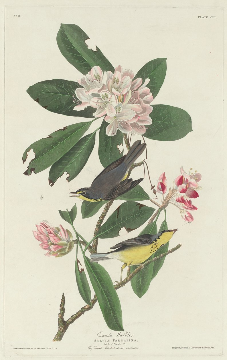 Kanadasångare av Robert Havell after John James Audubon