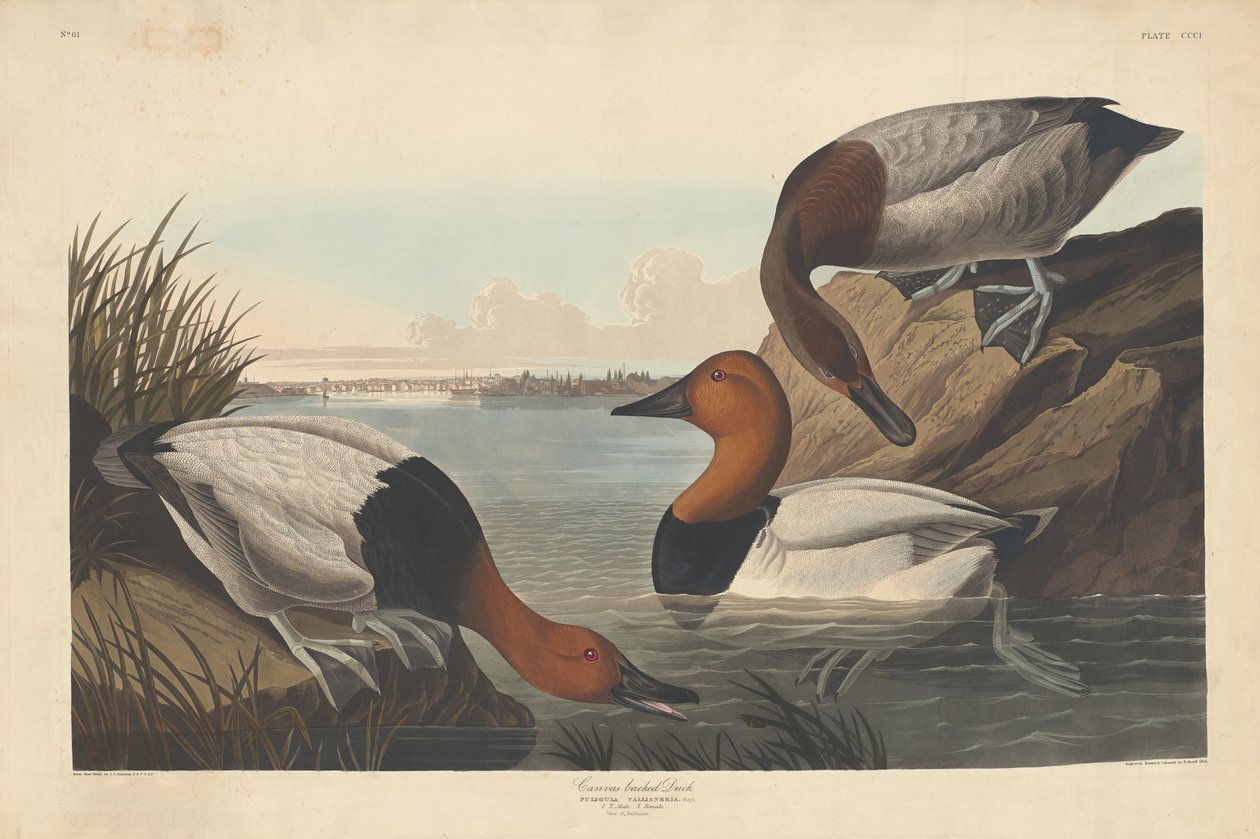 Duck-backed Duck av Robert Havell after John James Audubon