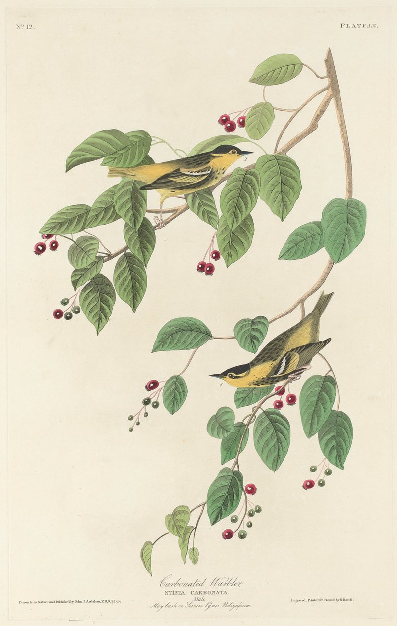Kolsyrad sångare av Robert Havell after John James Audubon
