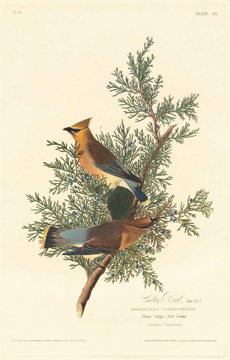 Cedar fågel av Robert Havell after John James Audubon