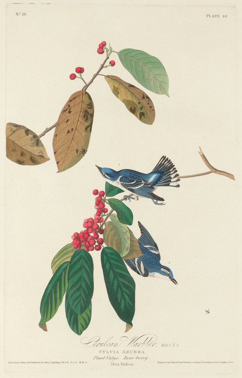 Cerulean sångare av Robert Havell after John James Audubon