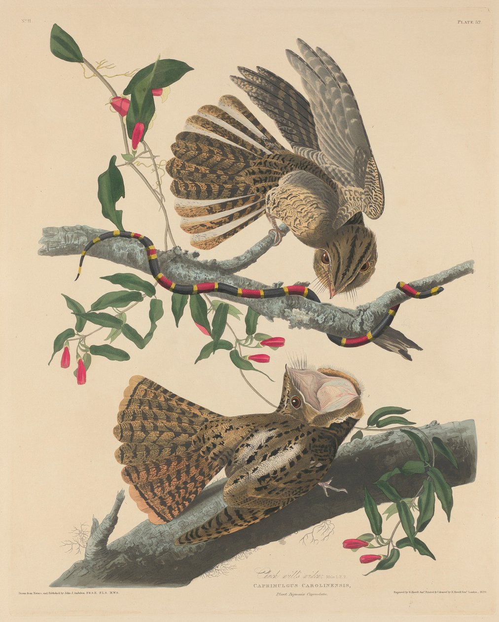 Chuck Wills änka av Robert Havell after John James Audubon