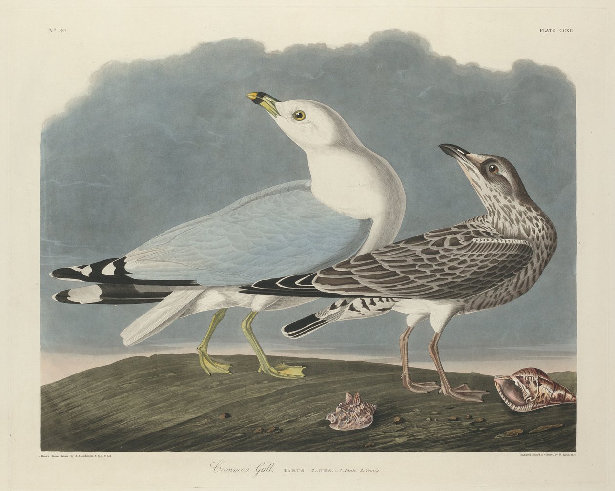 Vanlig mås av Robert Havell after John James Audubon