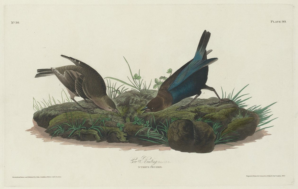 Kosparvar av Robert Havell after John James Audubon