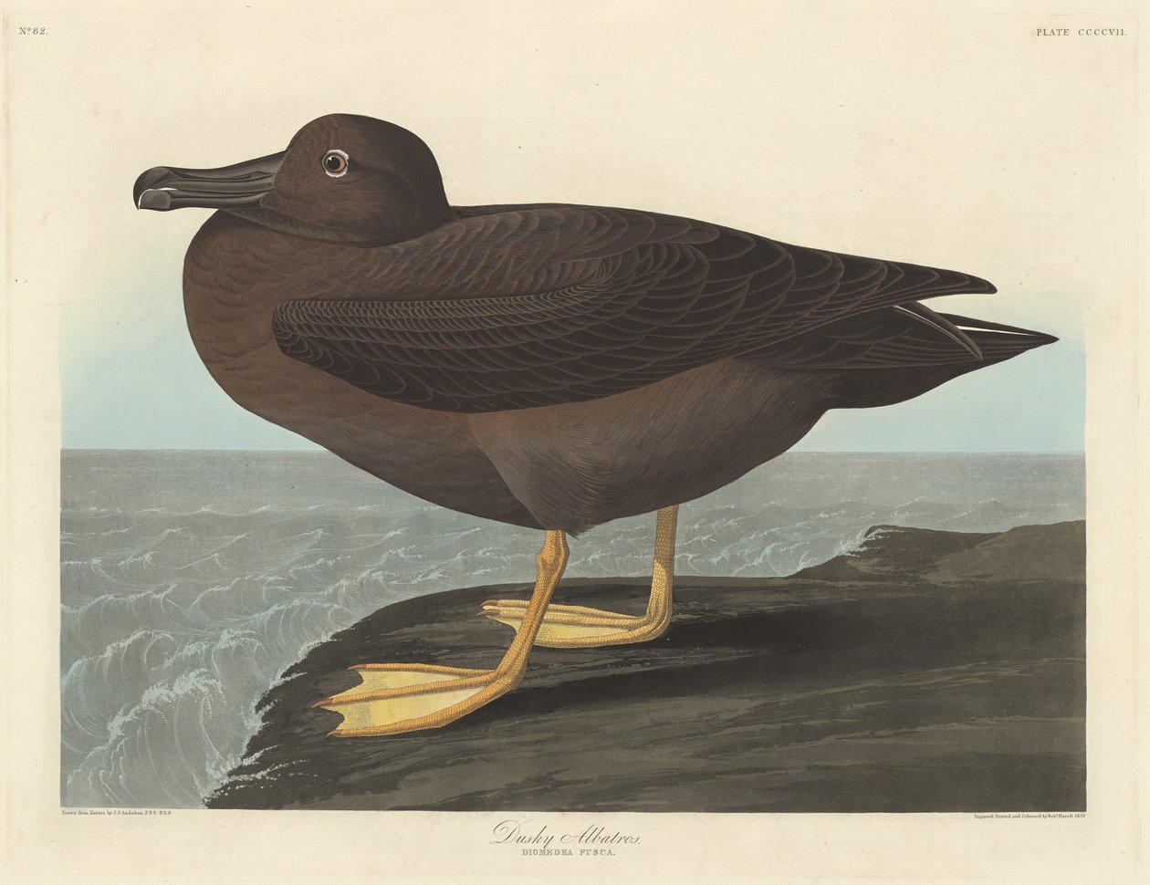 Dunkel albatross av Robert Havell after John James Audubon