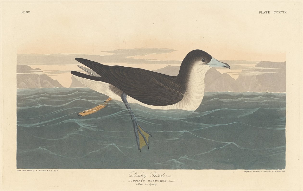 Skymningspetrel av Robert Havell after John James Audubon
