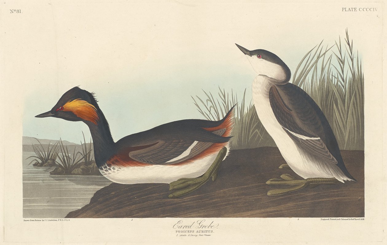 Örondopping av Robert Havell after John James Audubon