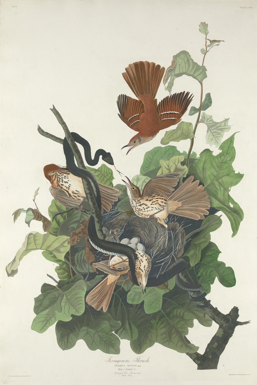 Järnaktig trast av Robert Havell after John James Audubon