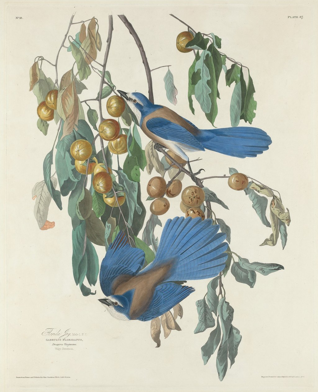 Florida Jays av Robert Havell after John James Audubon
