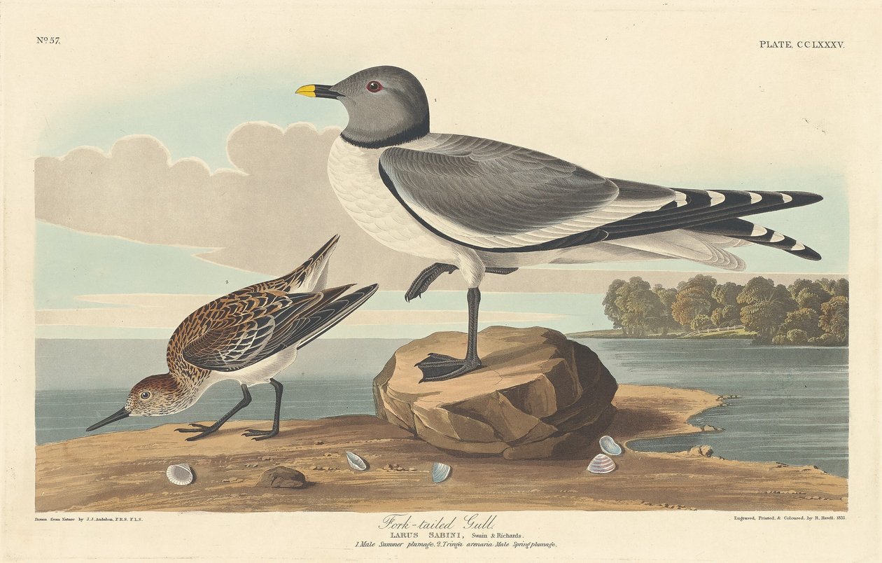 Gaffelstjärtmås av Robert Havell after John James Audubon