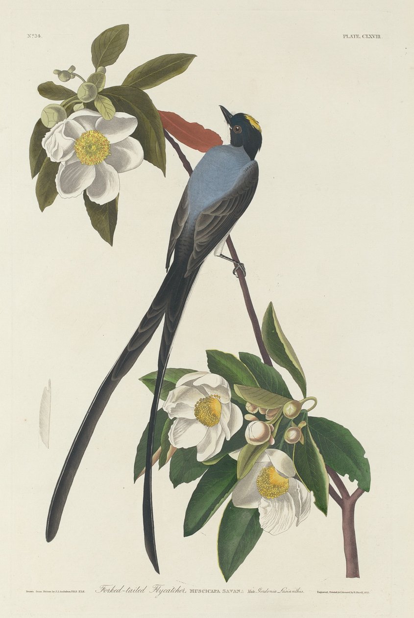 Gaffelsvansflugsnappare av Robert Havell after John James Audubon