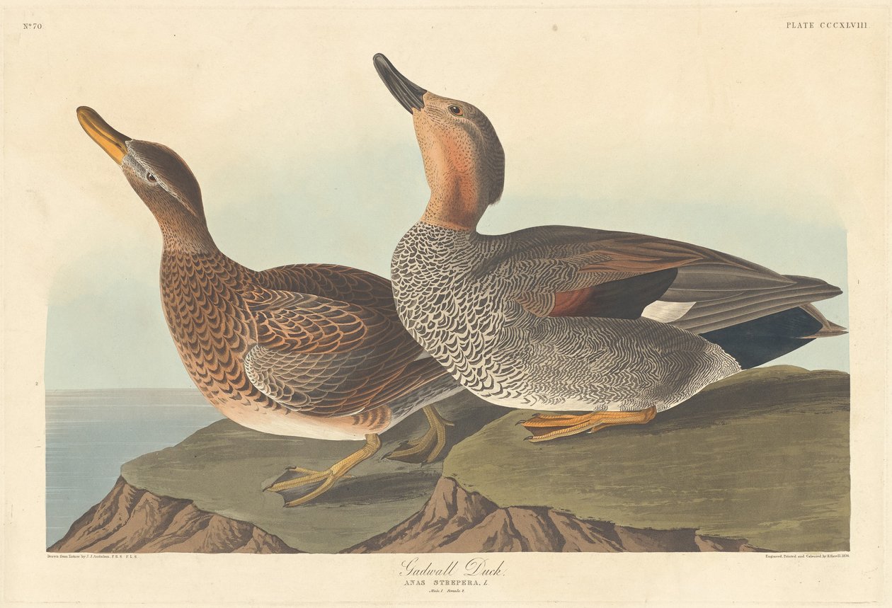 Gadwall Duck av Robert Havell after John James Audubon