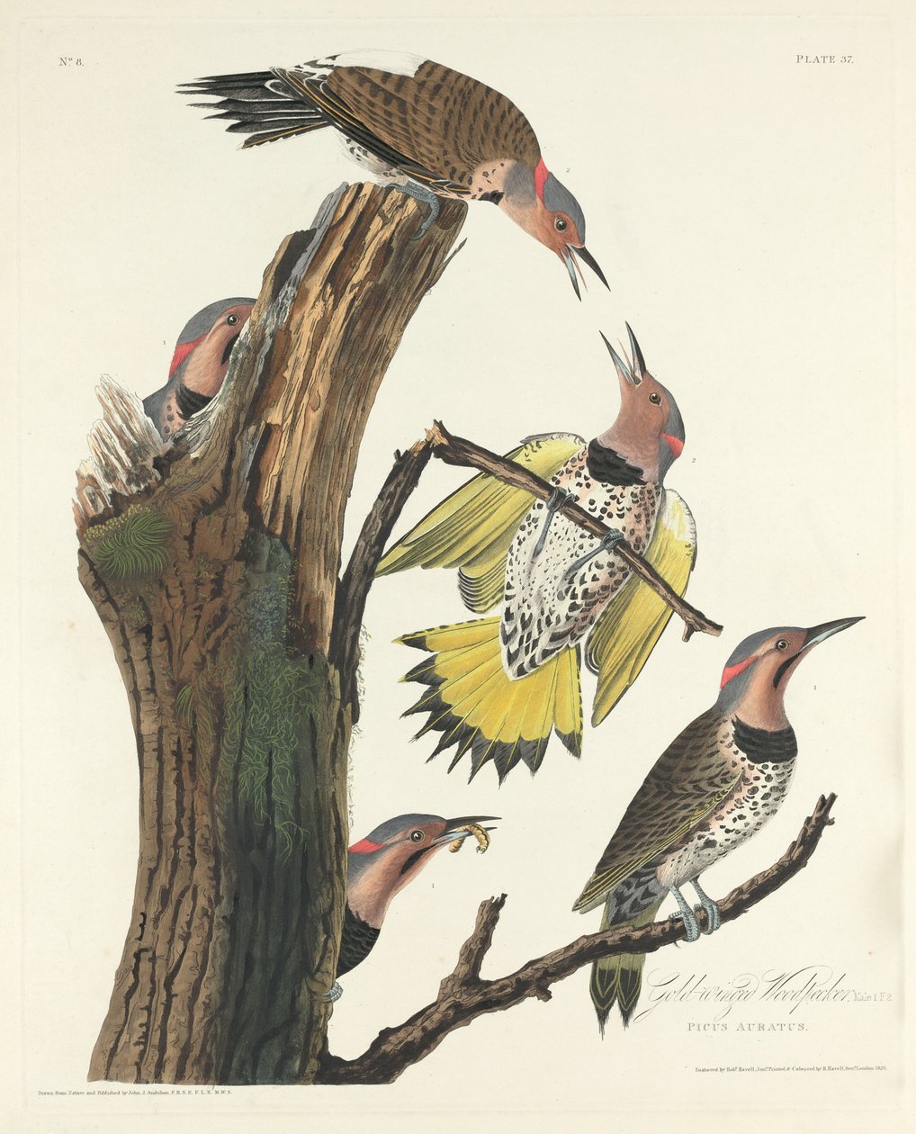 Guldvingad hackspett av Robert Havell after John James Audubon