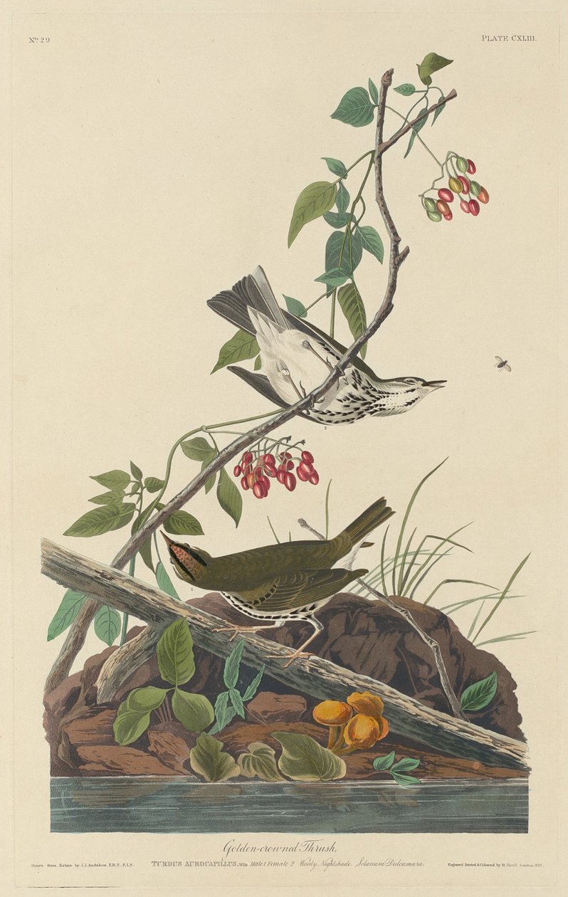 Guldkrönt trast av Robert Havell after John James Audubon