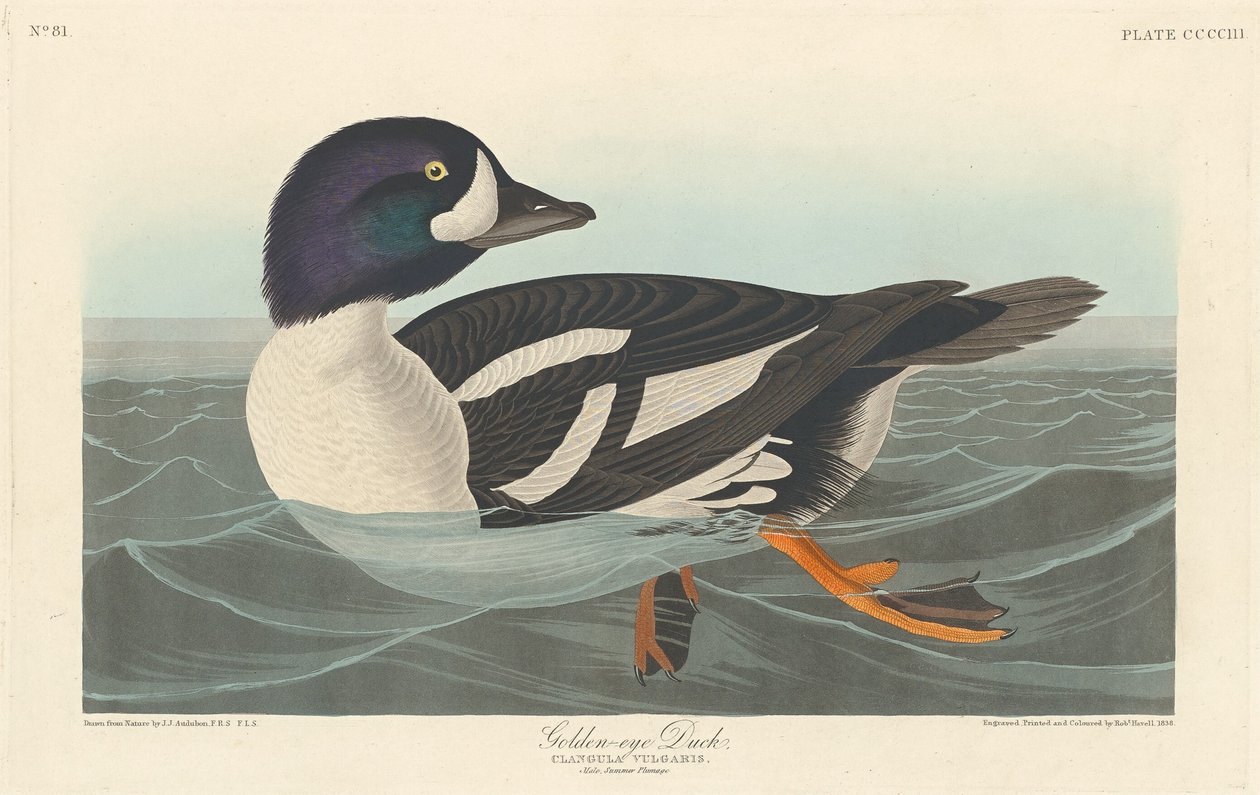Golden-eye Anka av Robert Havell after John James Audubon