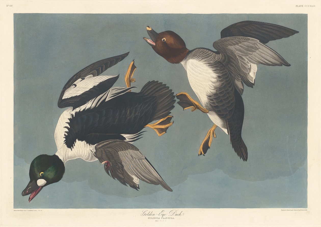 Golden-eye Anka av Robert Havell after John James Audubon