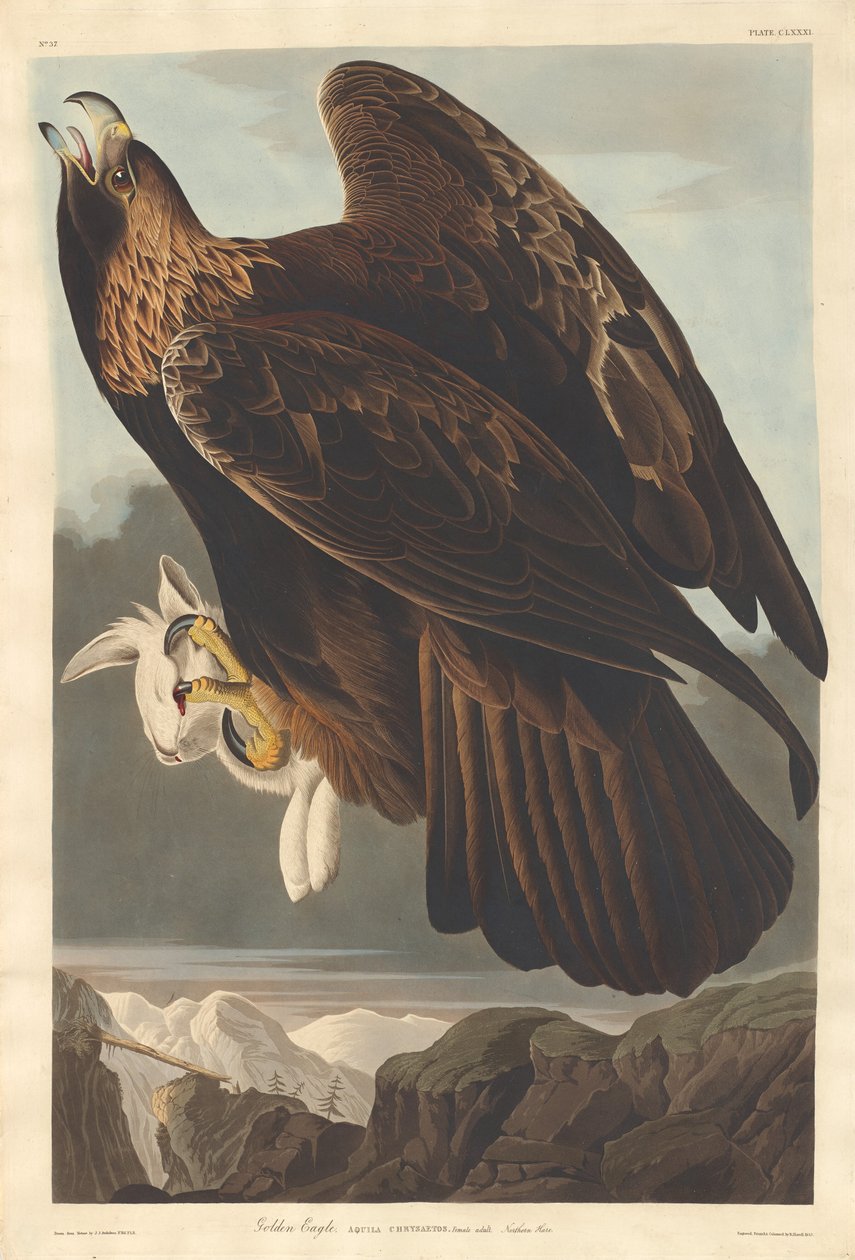 swedish av Robert Havell after John James Audubon