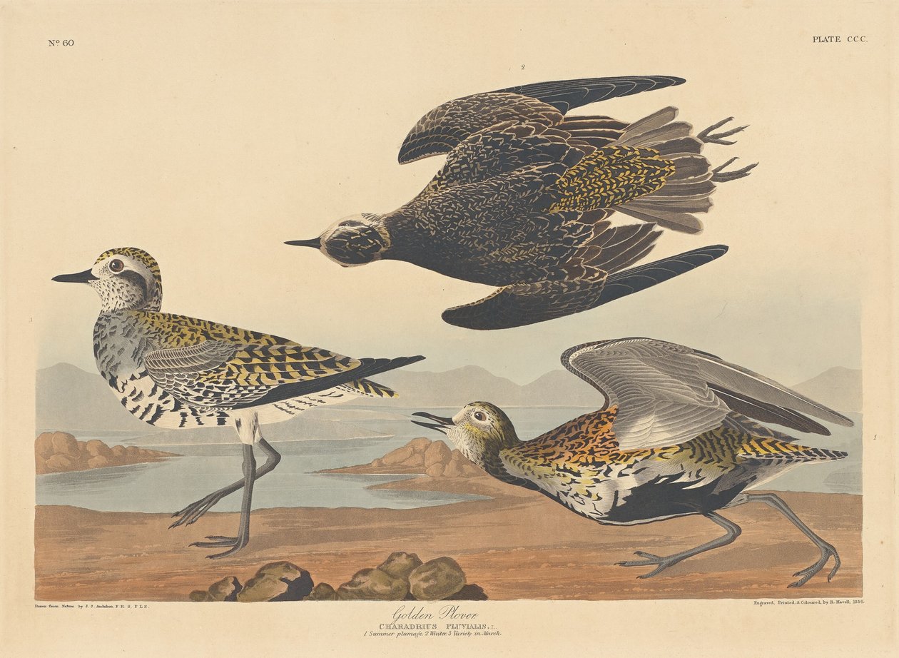 Ljungpipare av Robert Havell after John James Audubon