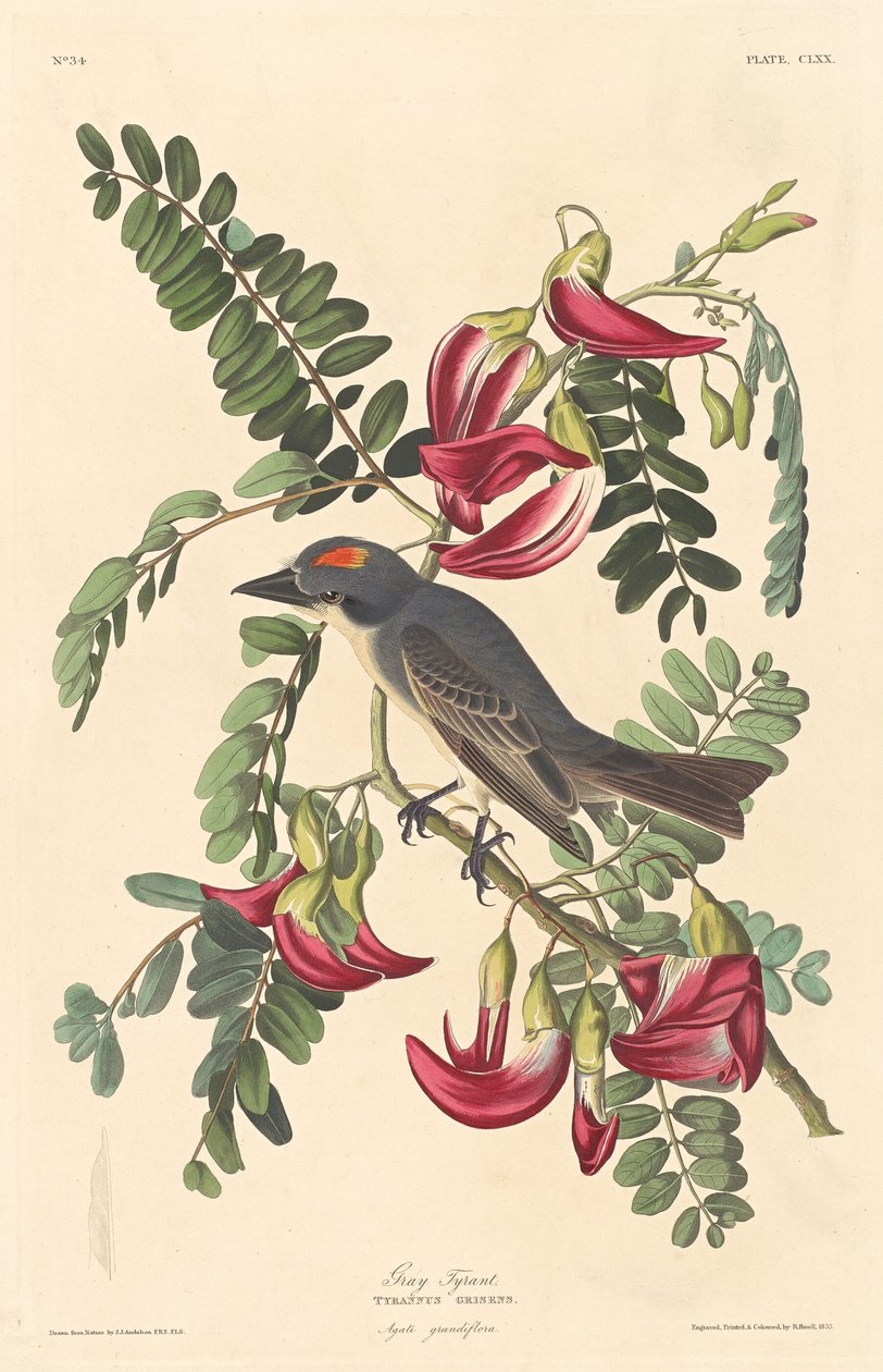 Grå Tyrann av Robert Havell after John James Audubon