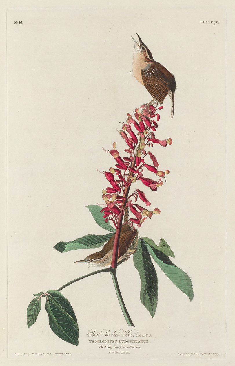 Stora Carolina Wren av Robert Havell after John James Audubon