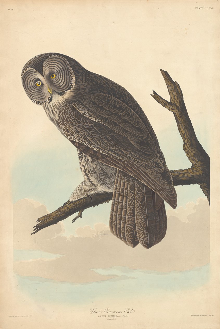 Stor Cinereous Owl av Robert Havell after John James Audubon