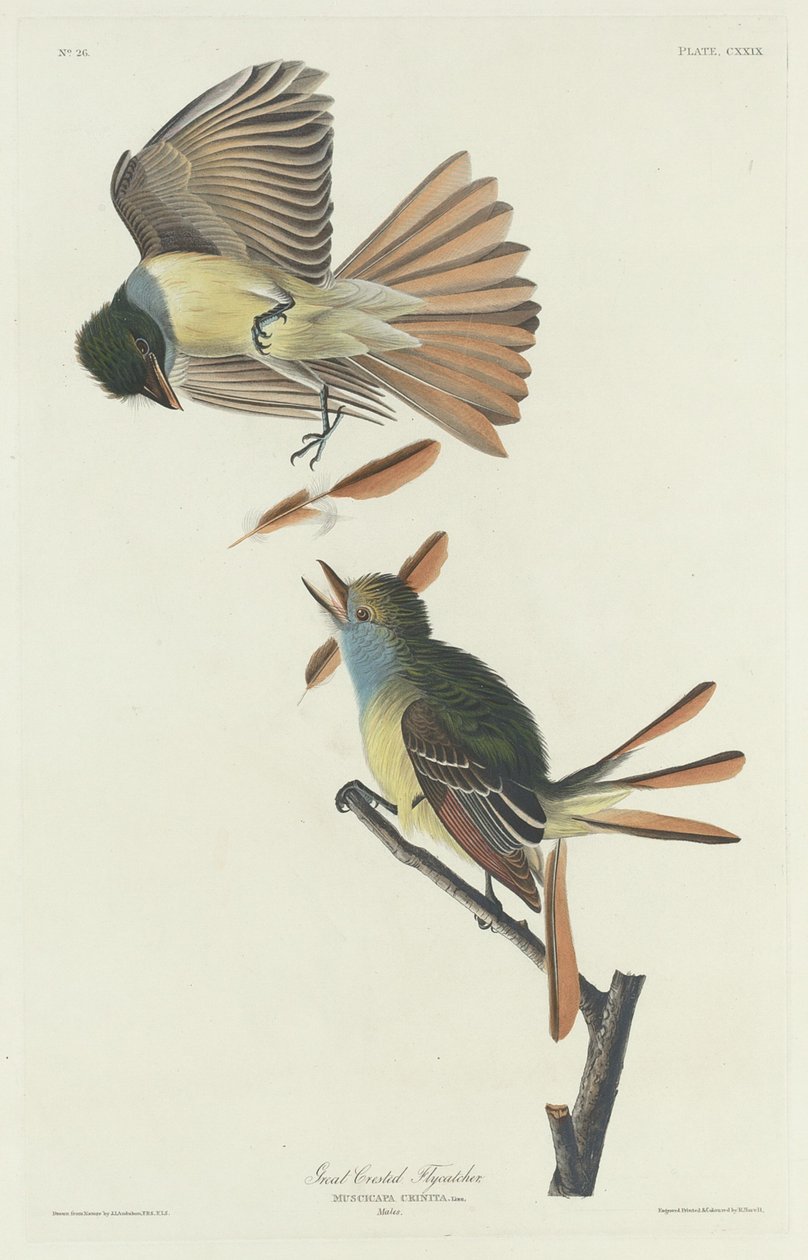 Stor krönflugsnappare av Robert Havell after John James Audubon
