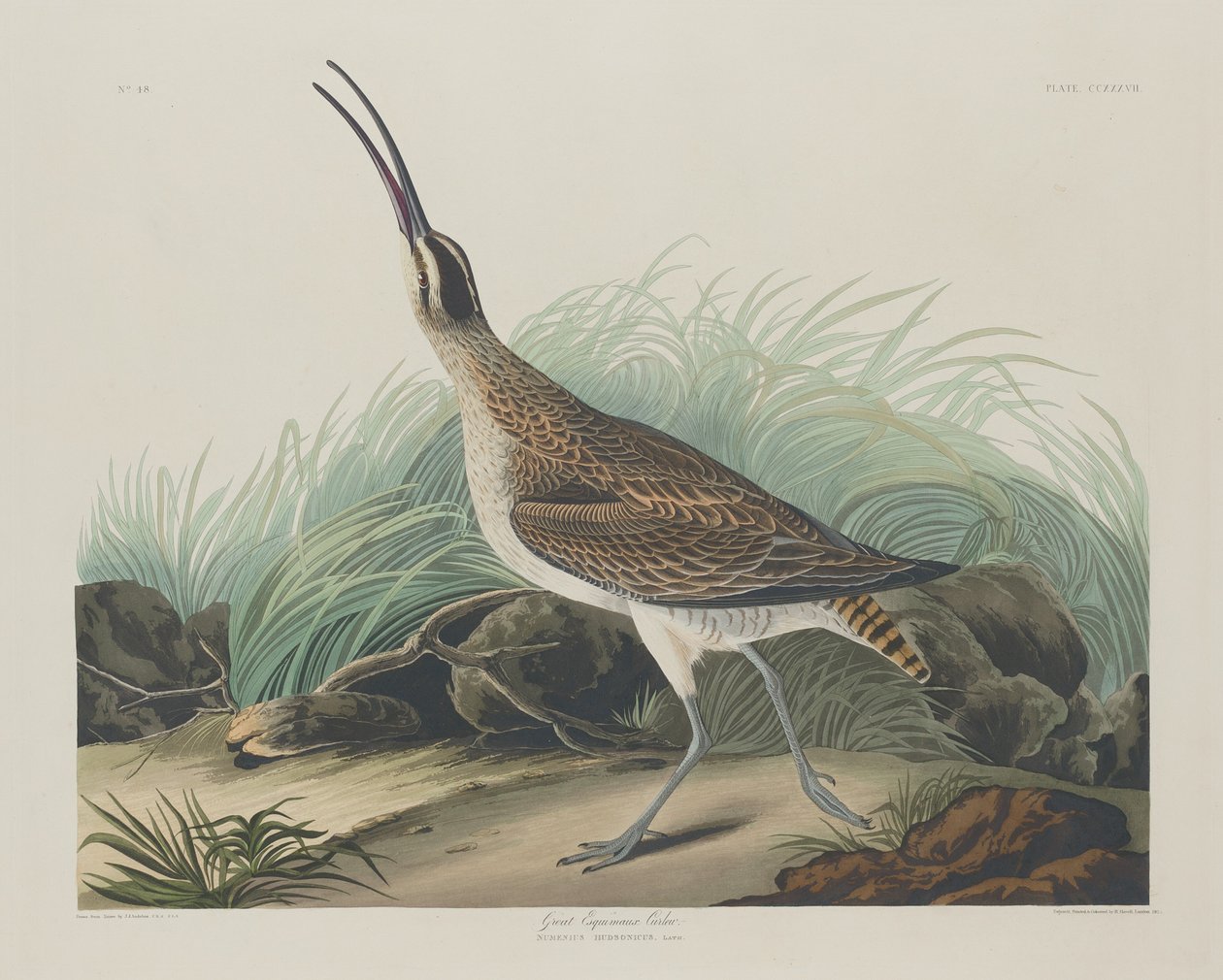 Stora curlew eskimåer av Robert Havell after John James Audubon