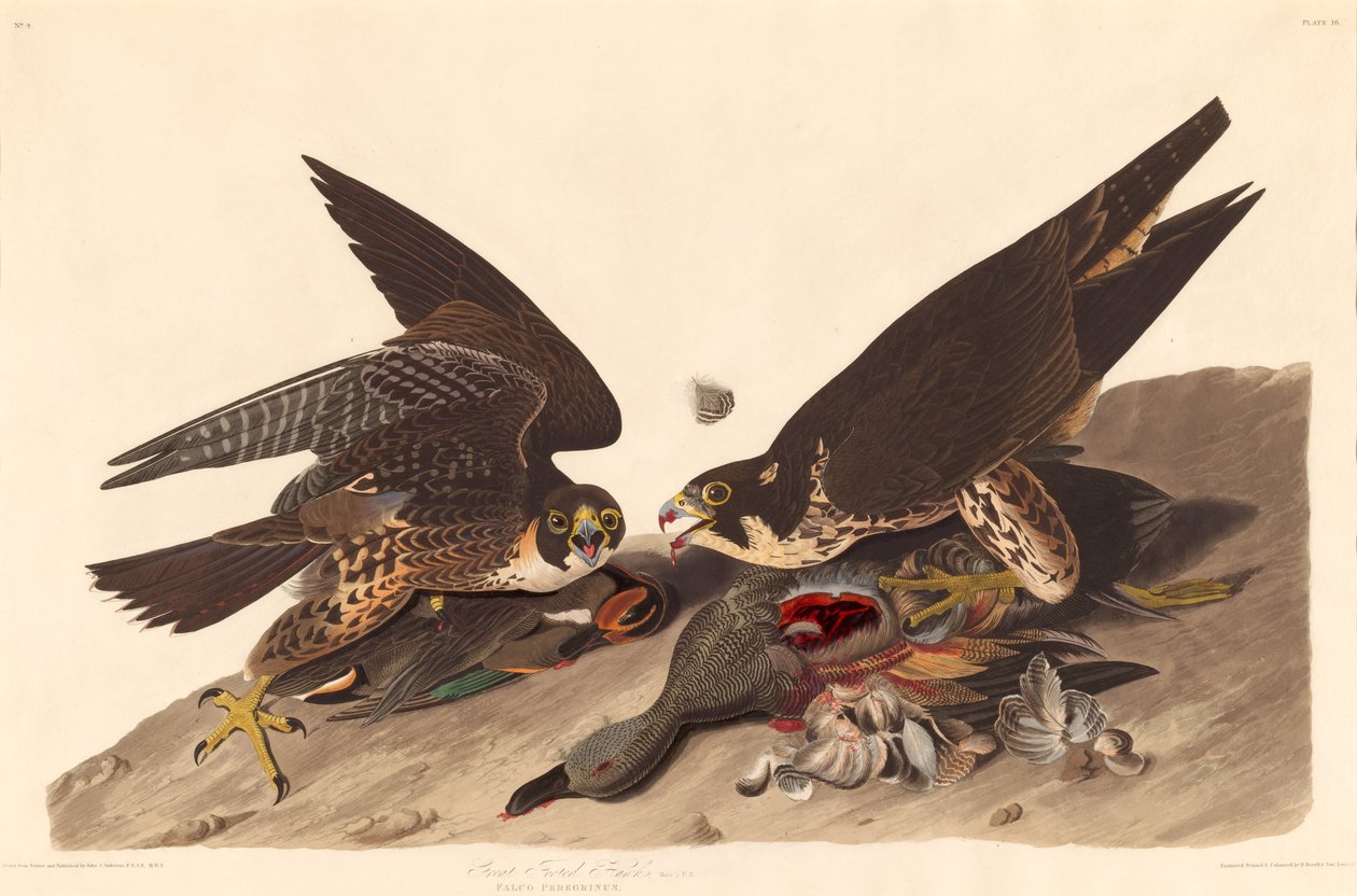 Great Footed Hawk av Robert Havell after John James Audubon