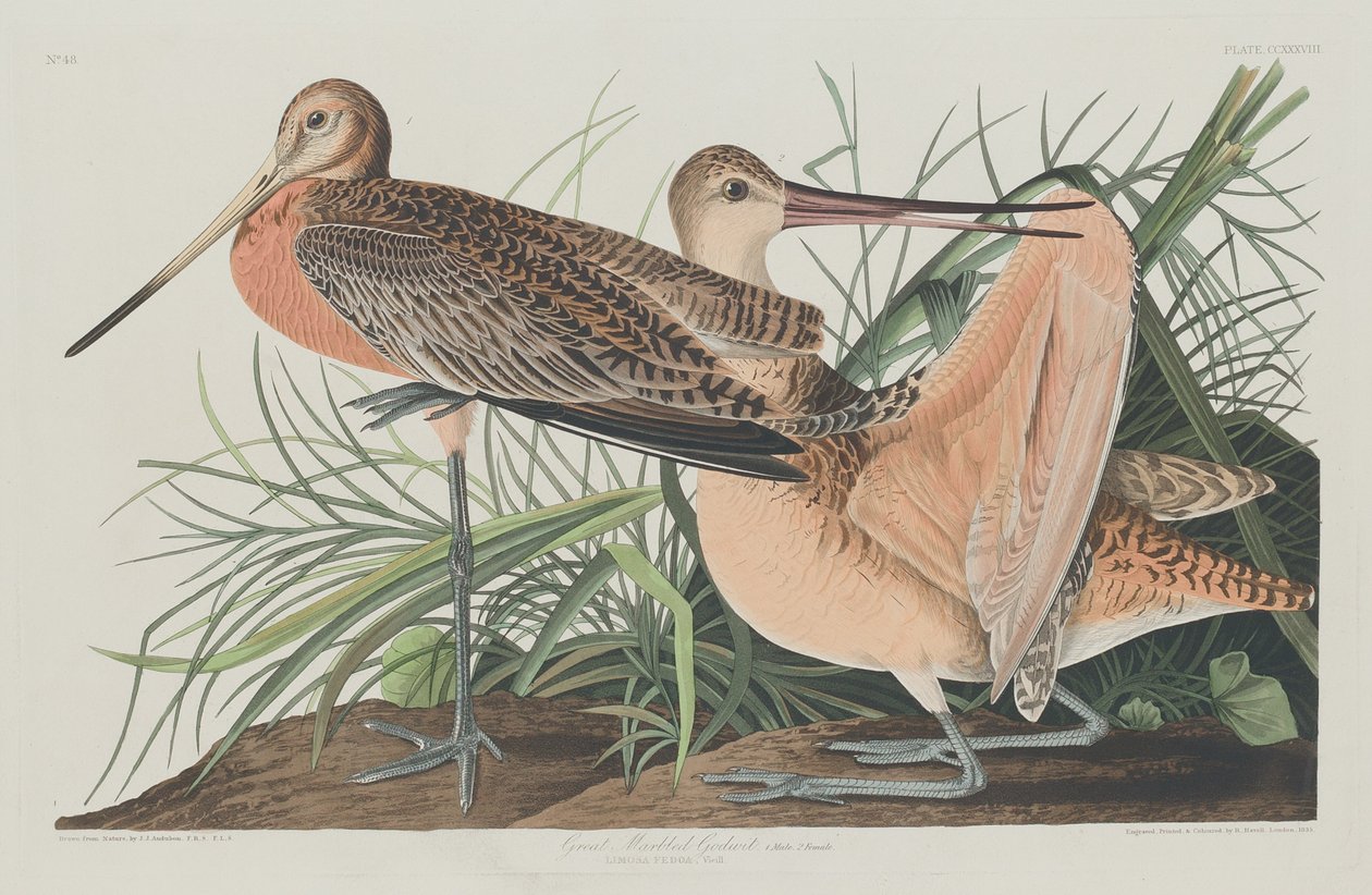 Stora marmorsnäcka av Robert Havell after John James Audubon